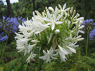 Madeira 2006